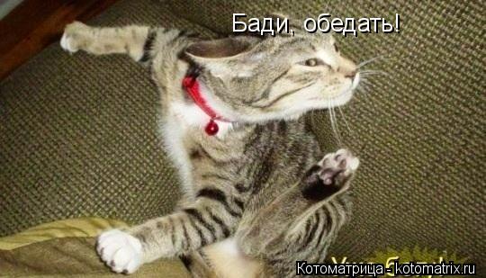 Бади, обедать!... Котоматрица: Бади, обедать!