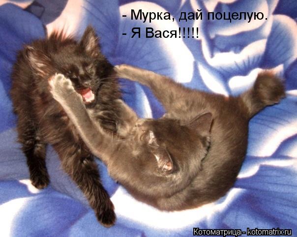 - Мурка, дай поцелую. - Я Вася!!!!!... Котоматрица: - Мурка, дай поцелую. - Я Вася!!!!!