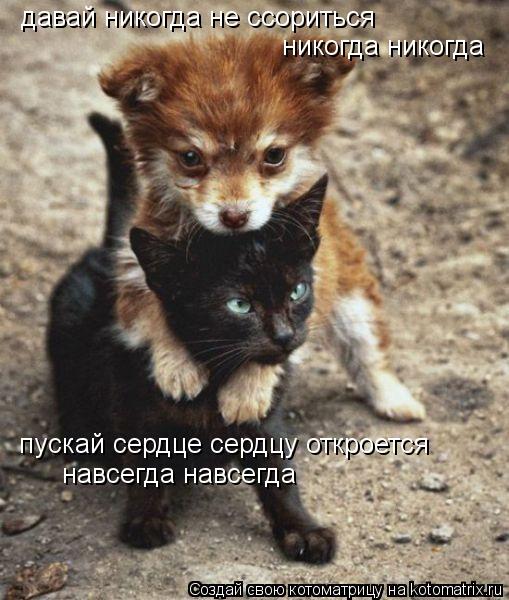 давай никогда не ссориться никогда никогда пускай сердце сердцу откроется навсегда навсегда... Котоматрица: давай никогда не ссориться никогда никогда пускай сердце сердцу откроется навсегда навсегда