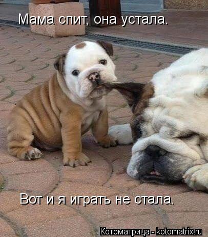 Мама спит, она устала. Вот и я играть не стала.... Котоматрица: Мама спит, она устала. Вот и я играть не стала.