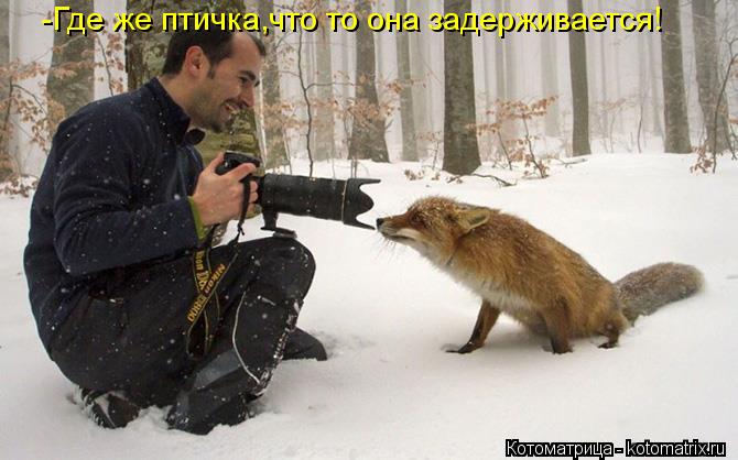-Где же птичка,что то она задерживается!... Котоматрица: -Где же птичка,что то она задерживается!