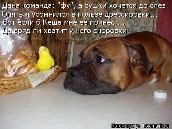 Опять я усомнился в пользе дрессировки... Вот если б Кеша мне её принёс.... Да вряд ли хватит у него ... Котоматрица: Опять я усомнился в пользе дрессировки... Вот если б Кеша мне её принёс.... Да вряд ли хватит у него сноровки! Дана команда: "фу", а сушки хочется