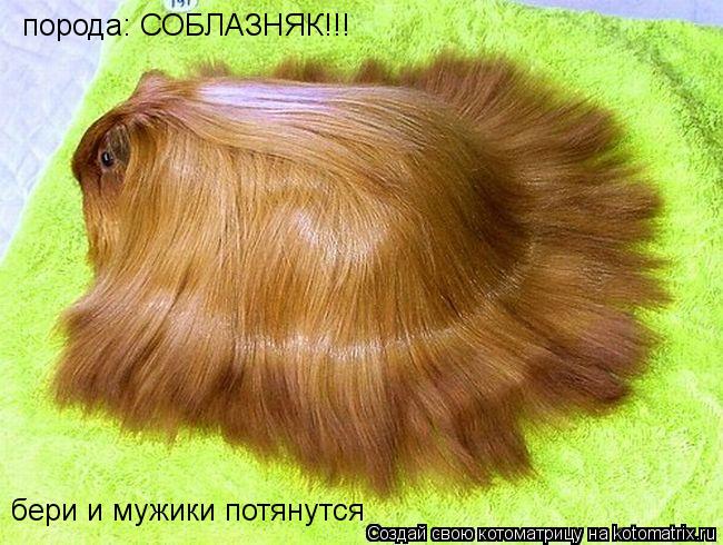 порода: СОБЛАЗНЯК!!! бери и мужики потянутся... Котоматрица: порода: СОБЛАЗНЯК!!! бери и мужики потянутся