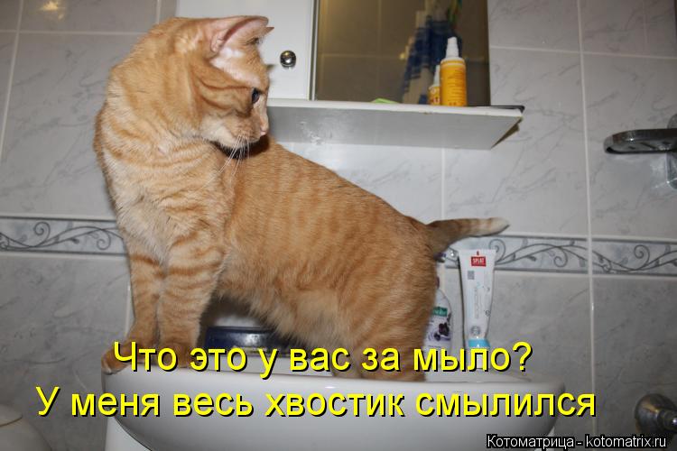 Котоматрица: Что это у вас за мыло? У меня весь хвостик смылился