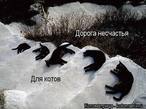 Дорога несчастья Для котов... Котоматрица: Дорога несчастья Для котов