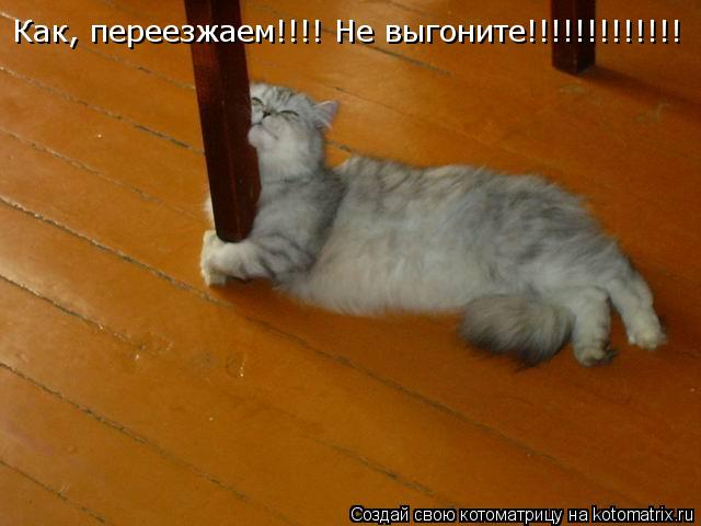 Как, переезжаем!!!! Не выгоните!!!!!!!!!!!!!... Котоматрица: Как, переезжаем!!!! Не выгоните!!!!!!!!!!!!!