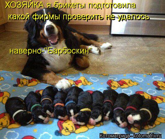 ХОЗЯЙКА я брикеты подготовила какой фирмы проверить не удалось какой фирмы проверить не удалось навер... Котоматрица: ХОЗЯЙКА я брикеты подготовила какой фирмы проверить не удалось какой фирмы проверить не удалось наверно-"Барбоскин"