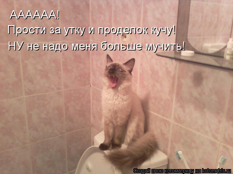 АААААА! Прости за утку и проделок кучу! НУ не надо меня больше мучить!... Котоматрица: АААААА! Прости за утку и проделок кучу! НУ не надо меня больше мучить!