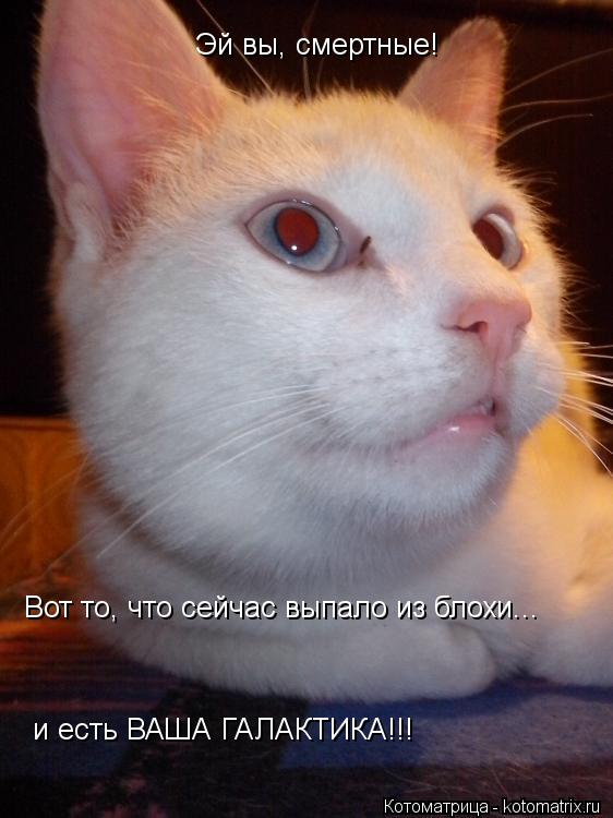 Котоматрица: Эй вы, смертные! и есть ВАША ГАЛАКТИКА!!! Вот то, что сейчас выпало из блохи...