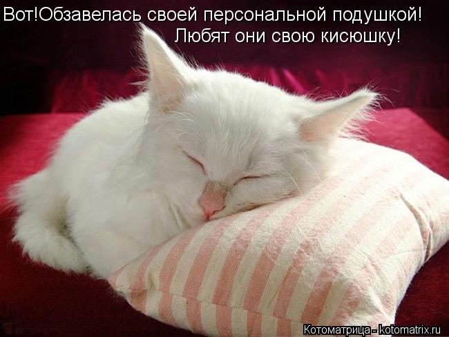 Котоматрица: Вот!Обзавелась своей персональной подушкой! Любят они свою кисюшку!