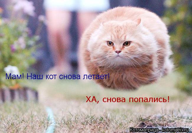 Мам! Наш кот снова летает! ХА, снова попались!... Котоматрица: Мам! Наш кот снова летает! ХА, снова попались!