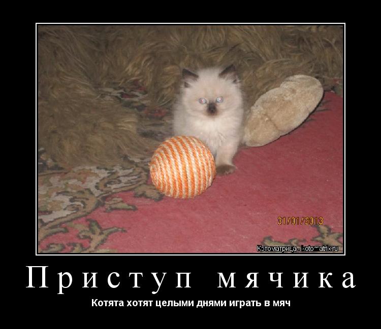 Котоматрица: Приступ мячика Котята хотят целыми днями играть в мяч