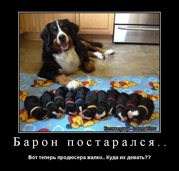 Барон постарался.. Вот теперь продюсера жалко.. Куда их девать??... Котоматрица: Барон постарался.. Вот теперь продюсера жалко.. Куда их девать??