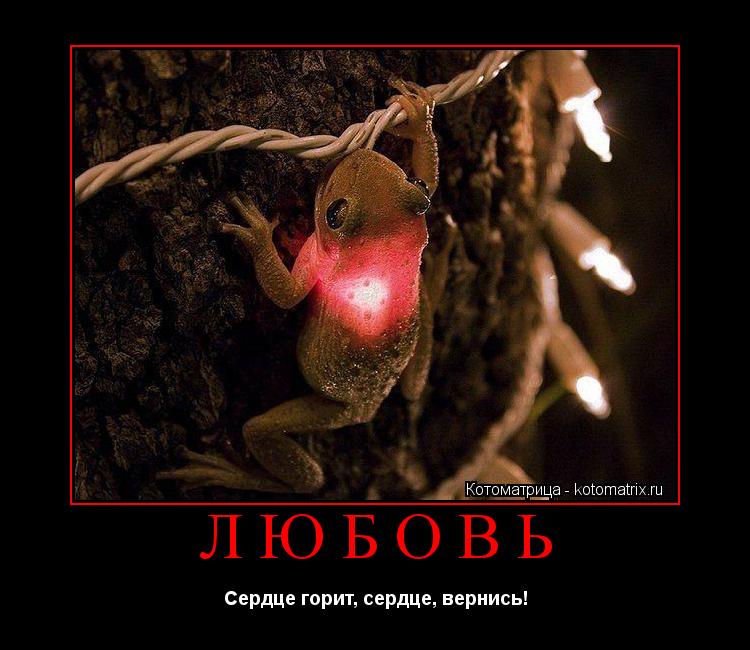 ЛЮБОВЬ Сердце горит, сердце, вернись!... Котоматрица: ЛЮБОВЬ Сердце горит, сердце, вернись!