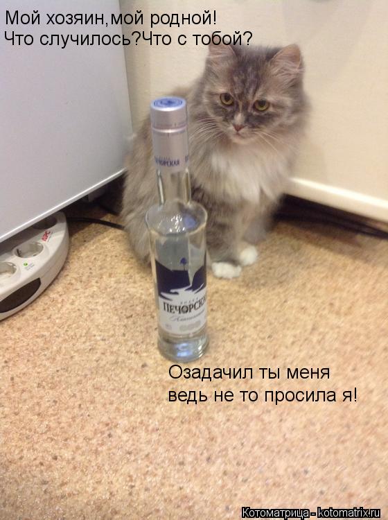 Мой хозяин,мой родной! Что случилось?Что с тобой? Озадачил ты меня ведь не то просила я!... Котоматрица: Мой хозяин,мой родной! Что случилось?Что с тобой? Озадачил ты меня ведь не то просила я!