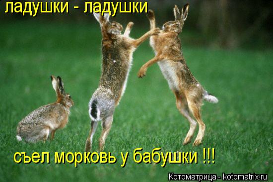 ладушки - ладушки съел морковь у бабушки !!!... Котоматрица: ладушки - ладушки съел морковь у бабушки !!!