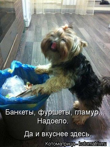 Банкеты, фуршеты, гламур... Надоело. Да и вкуснее здесь.... Котоматрица: Банкеты, фуршеты, гламур... Надоело. Да и вкуснее здесь.