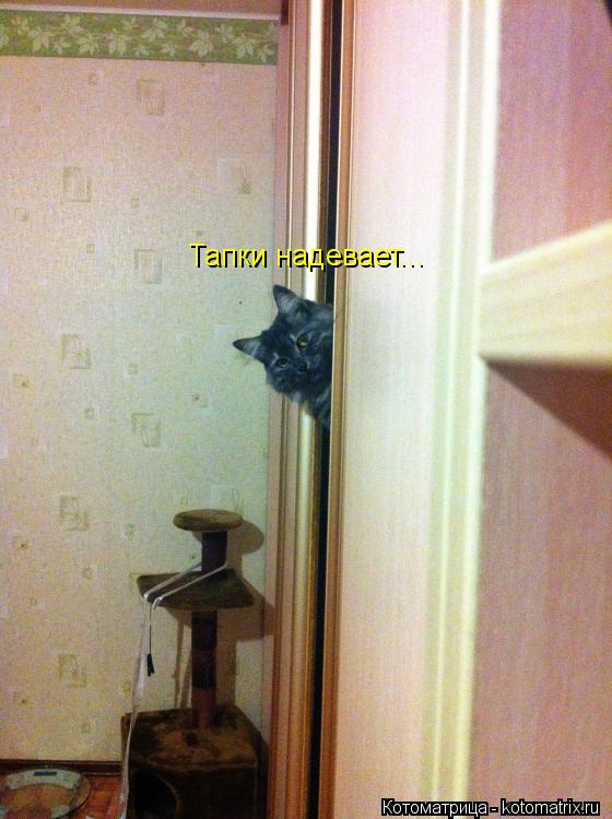Тапки надевает...... Котоматрица: Тапки надевает...