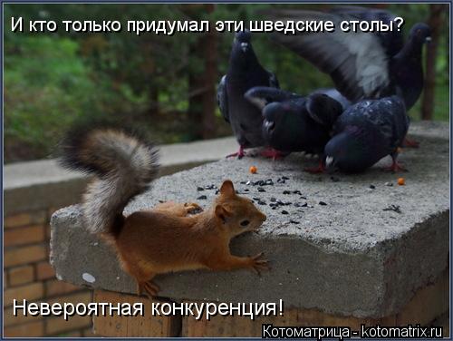 И кто только придумал эти шведские столы? Невероятная конкуренция!... Котоматрица: И кто только придумал эти шведские столы? Невероятная конкуренция!