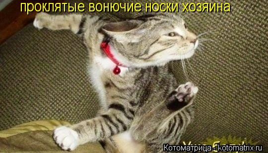 проклятые вонючие носки хозяина... Котоматрица: проклятые вонючие носки хозяина
