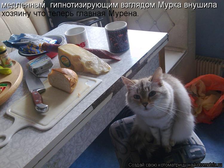 Котоматрица: медленным  гипнотизирующим взглядом Мурка внушила    хозяину что теперь главная Мурена.
