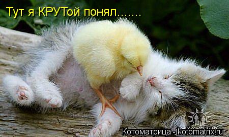 Тут я КРУТой понял.......... Котоматрица: Тут я КРУТой понял.......