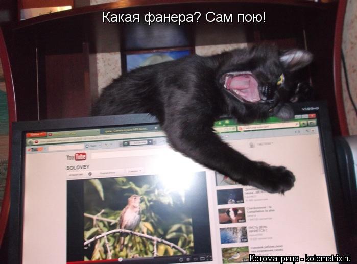 Какая фанера? Сам пою!... Котоматрица: Какая фанера? Сам пою!