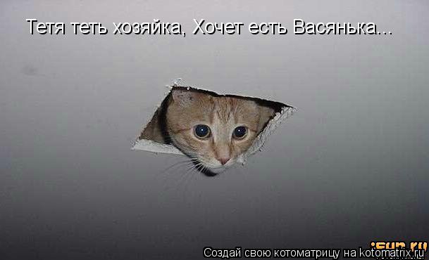 Тетя теть хозяйка, Хочет есть Васянька...... Котоматрица: Тетя теть хозяйка, Хочет есть Васянька...