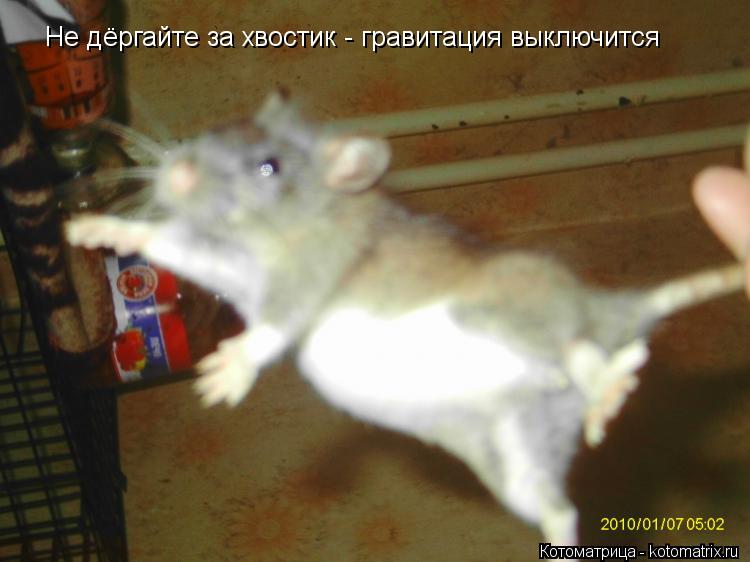 Котоматрица: Не дёргайте за хвостик - гравитация выключится