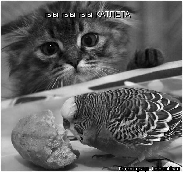 гыы гыы гыы КАТЛЕТА... Котоматрица: гыы гыы гыы КАТЛЕТА