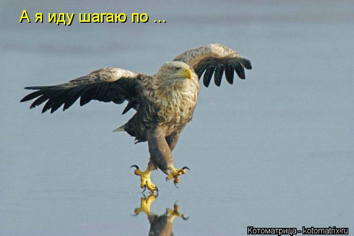 Котоматрица: А я иду шагаю по ...