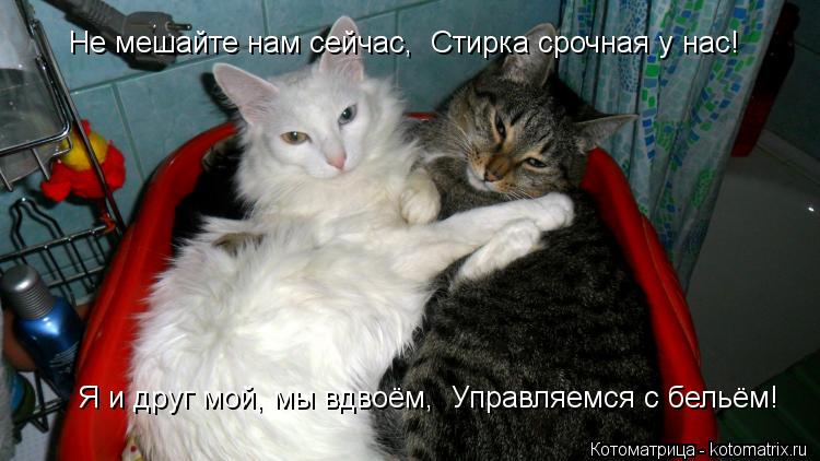 Не мешайте нам сейчас, Стирка срочная у нас! Я и друг мой,мы вдвоём, Управляемся с бельём! Не меш... Котоматрица: Не мешайте нам сейчас, Стирка срочная у нас! Я и друг мой,мы вдвоём, Управляемся с бельём! Не мешайте нам сейчас, Стирка срочная у нас! Я и