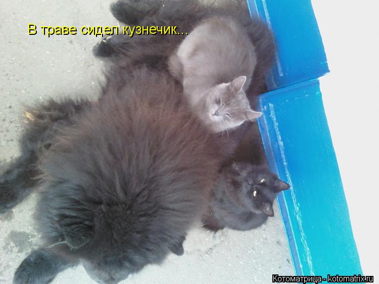 В траве сидел кузнечик...... Котоматрица: В траве сидел кузнечик...