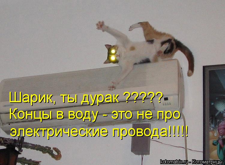 Котоматрица: Шарик, ты дурак ????? Концы в воду - это не про  электрические провода!!!!!