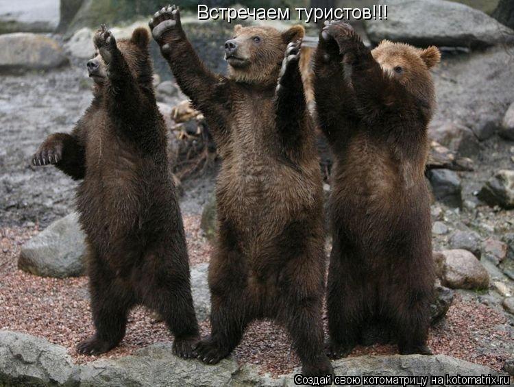 Встречаем туристов!!!... Котоматрица: Встречаем туристов!!!