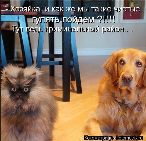 - Хозяйка, и как же мы такие чистые гулять пойдем ?!!!! Тут ведь криминальный район....... Котоматрица: - Хозяйка, и как же мы такие чистые гулять пойдем ?!!!! Тут ведь криминальный район....