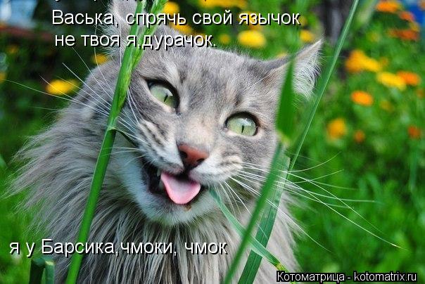 Васька, спрячь свой язычок не твоя я,дурачок. не твоя я,дурачок. я у Барсика,чмоки, чмок я у Барсика,... Котоматрица: Васька, спрячь свой язычок не твоя я,дурачок. не твоя я,дурачок. я у Барсика,чмоки, чмок я у Барсика,чмоки, чмок