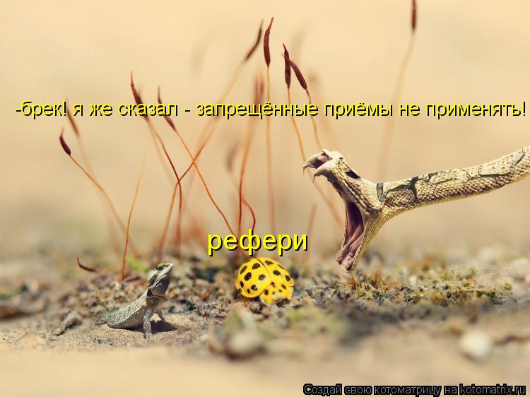 рефери -брек! я же сказал - запрещённые приёмы не применять!... Котоматрица: рефери -брек! я же сказал - запрещённые приёмы не применять!