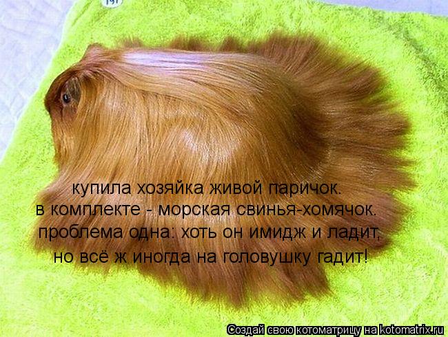 купила хозяйка живой паричок. в комплекте - морская свинья-хомячок. проблема одна: хоть он имидж и ла... Котоматрица: купила хозяйка живой паричок. в комплекте - морская свинья-хомячок. проблема одна: хоть он имидж и ладит, но всё ж иногда на головушку гадит!