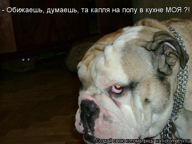 - Обижаешь, думаешь, та капля на полу в кухне МОЯ ?!... Котоматрица: - Обижаешь, думаешь, та капля на полу в кухне МОЯ ?!