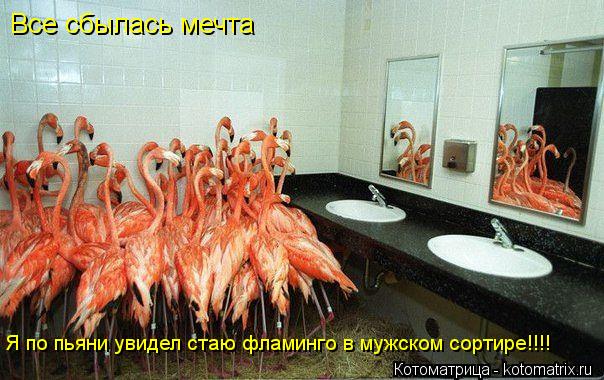 Все сбылась мечта Я по пьяни увидел стаю фламинго в мужском сортире!!!!... Котоматрица: Все сбылась мечта Я по пьяни увидел стаю фламинго в мужском сортире!!!!