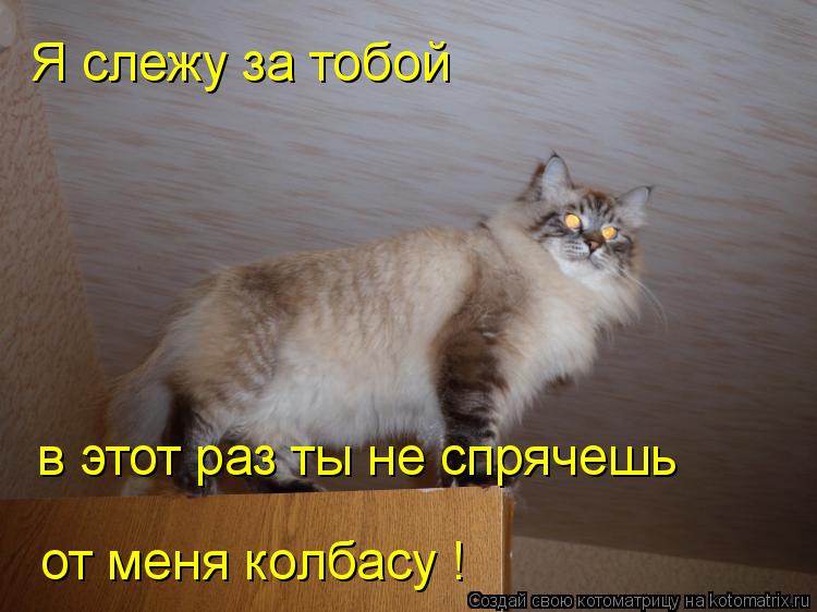 Я слежу за тобой в этот раз ты не спрячешь от меня колбасу в этот раз ты не спрячешь от меня колбас... Котоматрица: Я слежу за тобой в этот раз ты не спрячешь от меня колбасу в этот раз ты не спрячешь от меня колбасу !