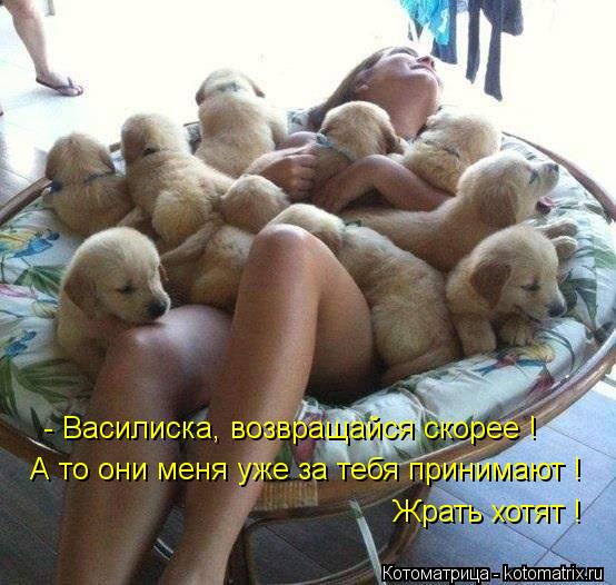 - Василиска, возвращайся скорее ! А то они меня уже за тебя принимают ! Жрать хотят !... Котоматрица: - Василиска, возвращайся скорее ! А то они меня уже за тебя принимают ! Жрать хотят !
