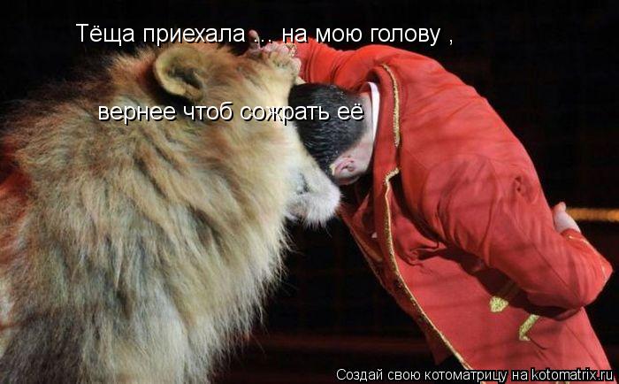 Котоматрица: Тёща приехала ... на мою голову , вернее чтоб сожрать её
