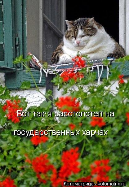 Вот так я расстолстел на государственных харчах... Котоматрица: Вот так я расстолстел на государственных харчах