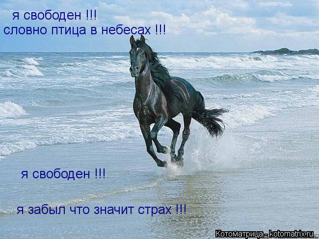 я свободен !!! я забыл что значит страх !!! я свободен !!! словно птица в небесах !!!... Котоматрица: я свободен !!! я забыл что значит страх !!! я свободен !!! словно птица в небесах !!!
