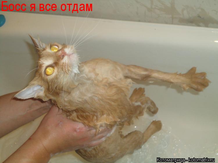 Босс я все отдам... Котоматрица: Босс я все отдам