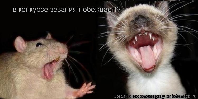 в конкурсе зевания побеждает!?... Котоматрица: в конкурсе зевания побеждает!?