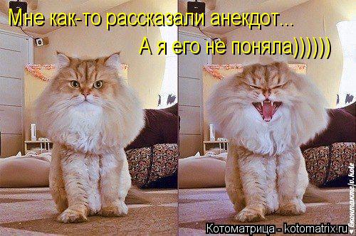 Мне как-то рассказали анекдот... А я его не поняла))))))... Котоматрица: Мне как-то рассказали анекдот... А я его не поняла))))))