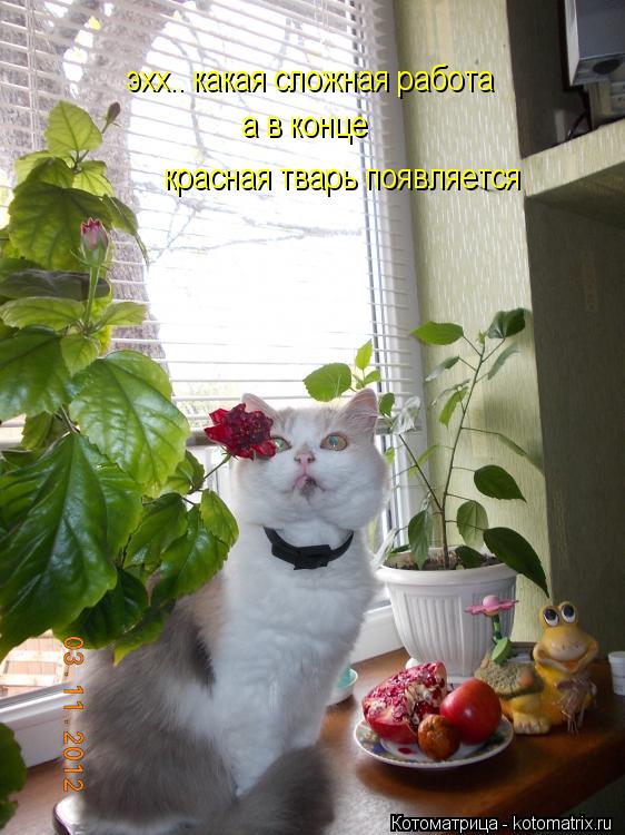 эхх.. какая сложная работа а в конце красная тварь появляется... Котоматрица: эхх.. какая сложная работа а в конце красная тварь появляется